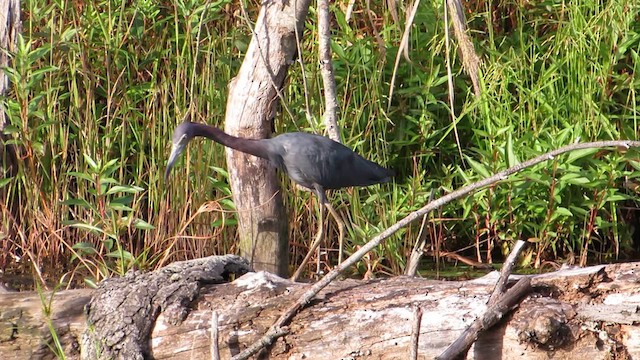 ヒメアカクロサギ - ML615724106