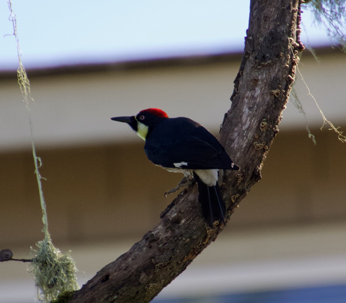 Acorn Woodpecker - ML615724115