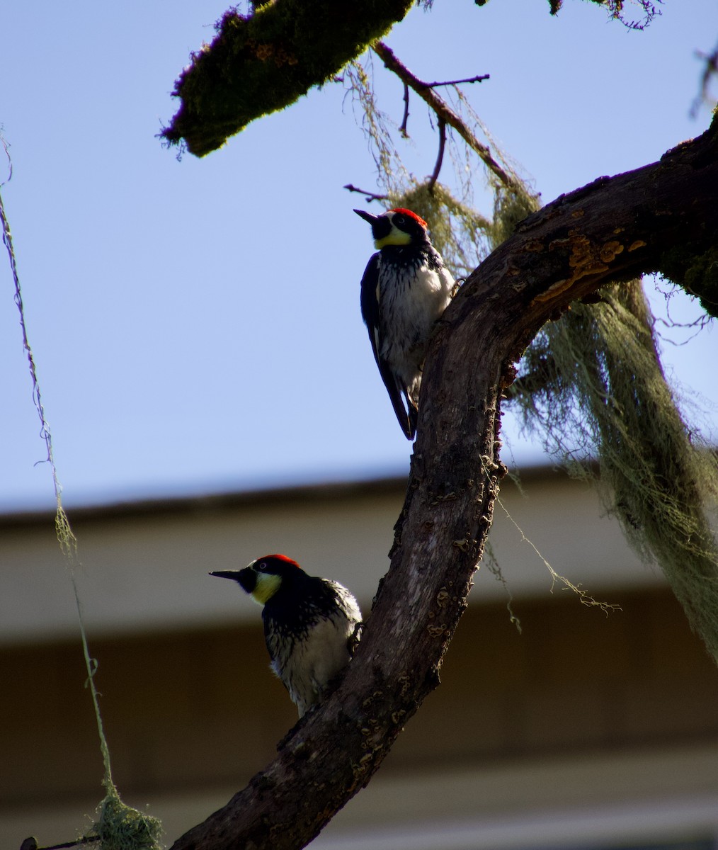 Acorn Woodpecker - ML615724116