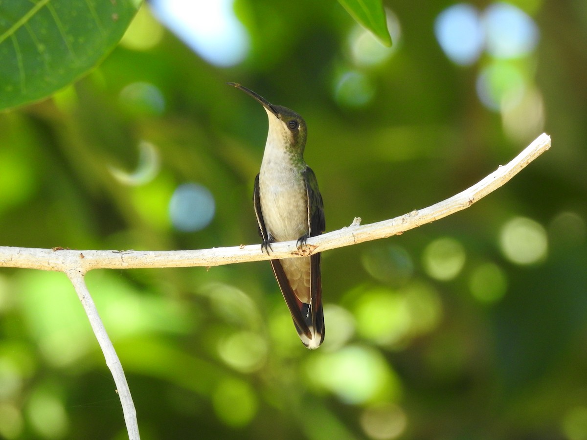 kolibřík hispaniolský - ML615724149