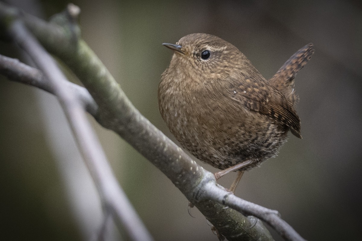 Pacific Wren - ML615724151