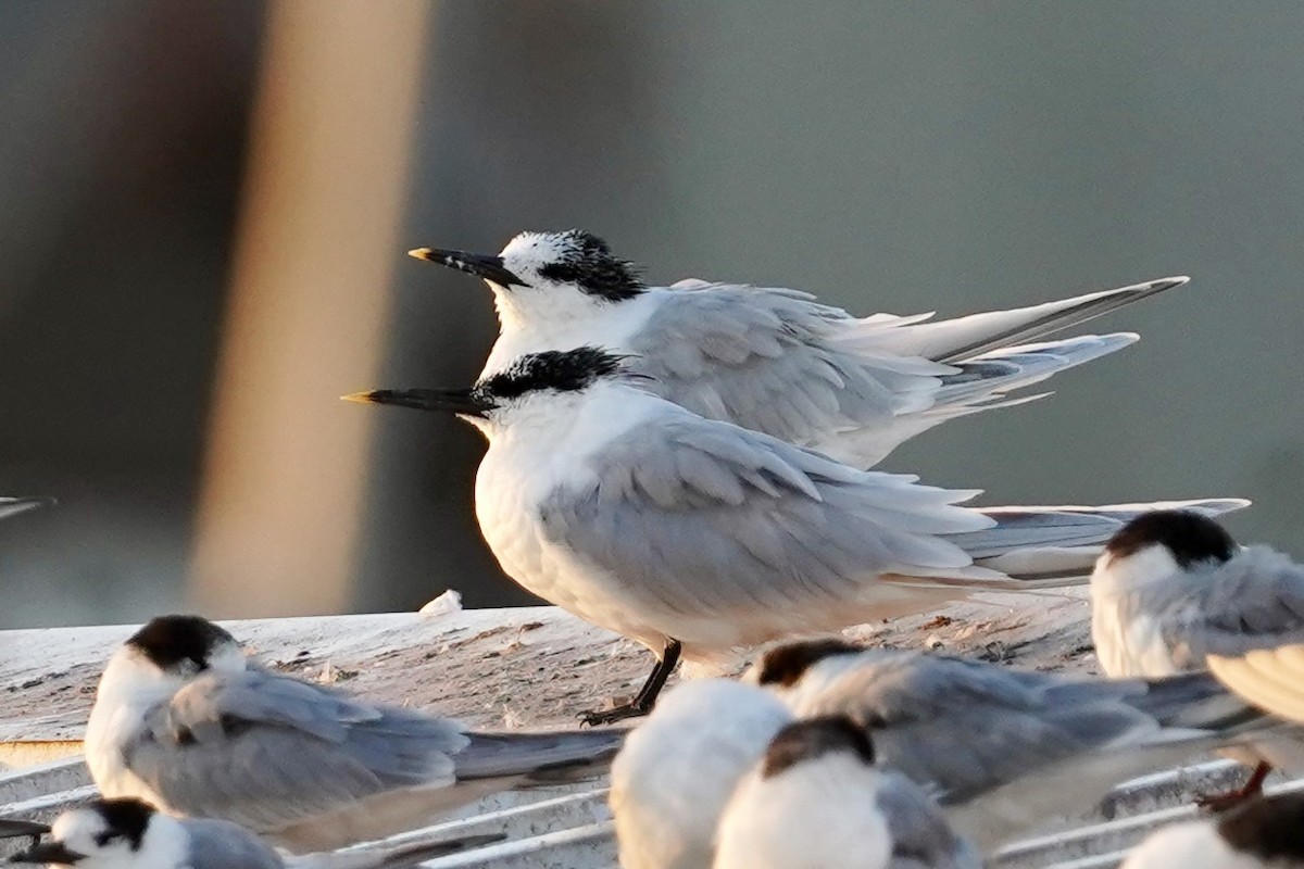 Sandwich Tern - ML615724168