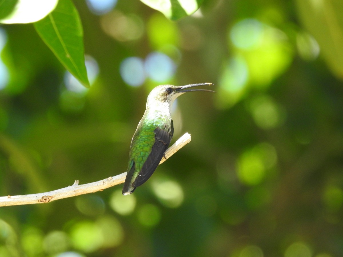 kolibřík hispaniolský - ML615724189