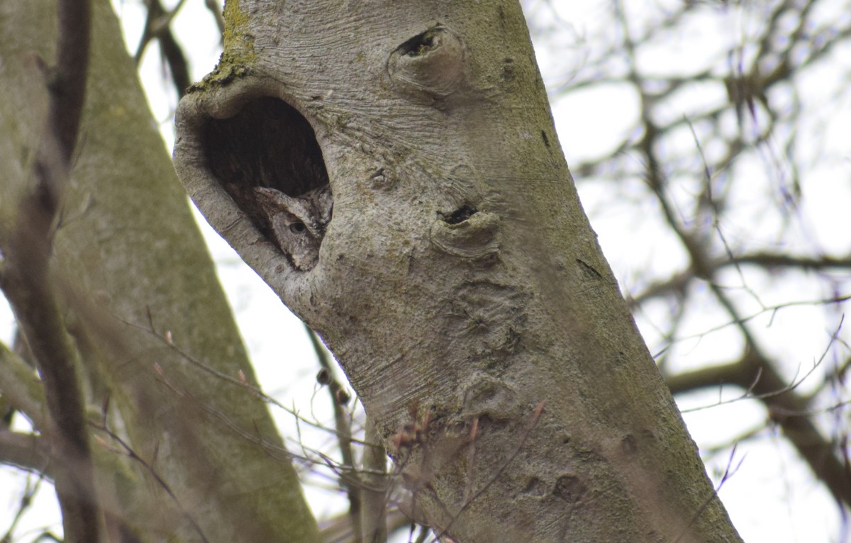 Eastern Screech-Owl - ML615724205