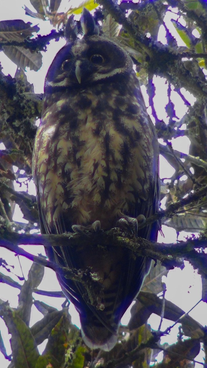 Stygian Owl - Victor Manuel Arboleda Mira