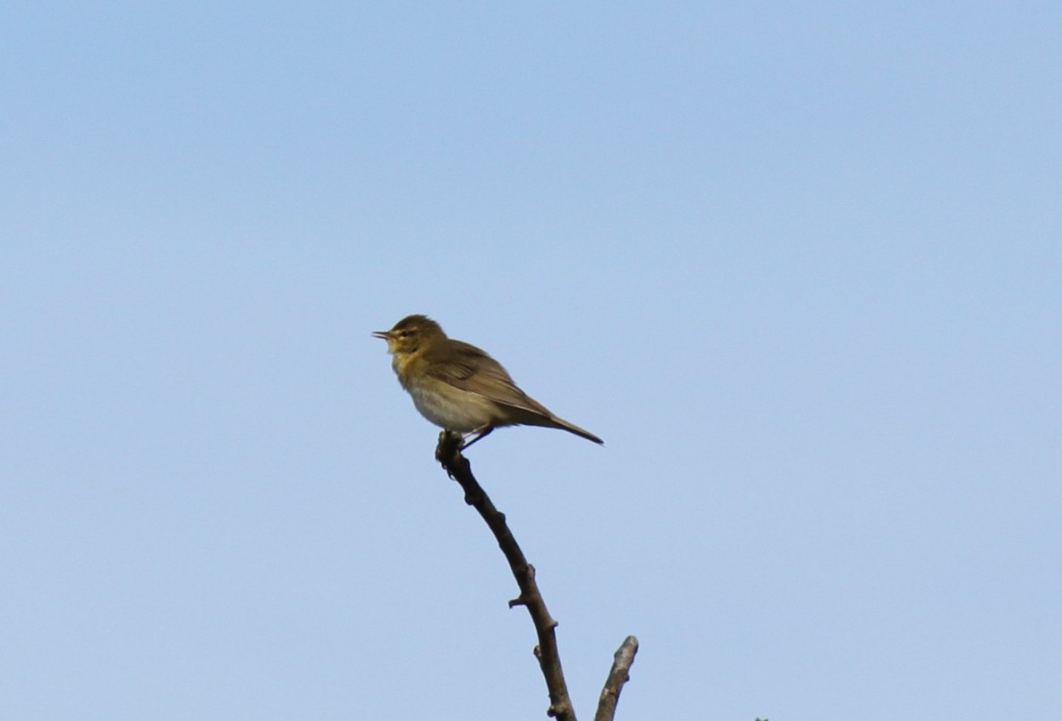 Willow Warbler - ML615724315