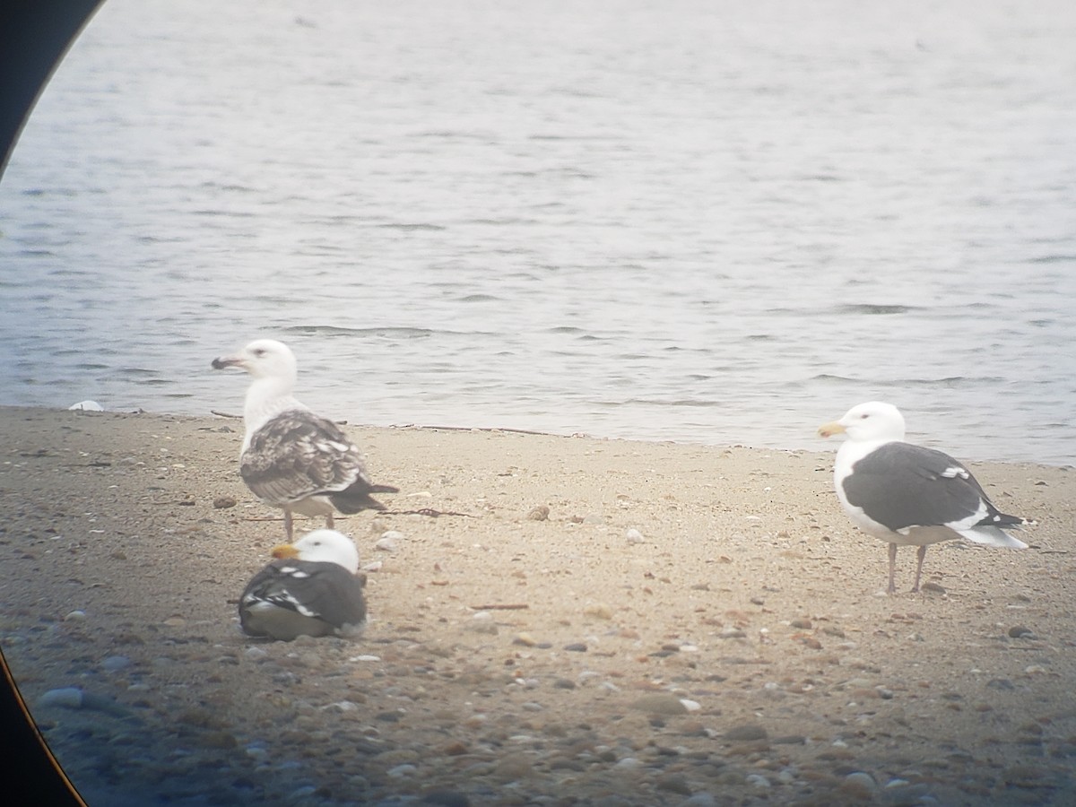 Great Black-backed Gull - Anonymous