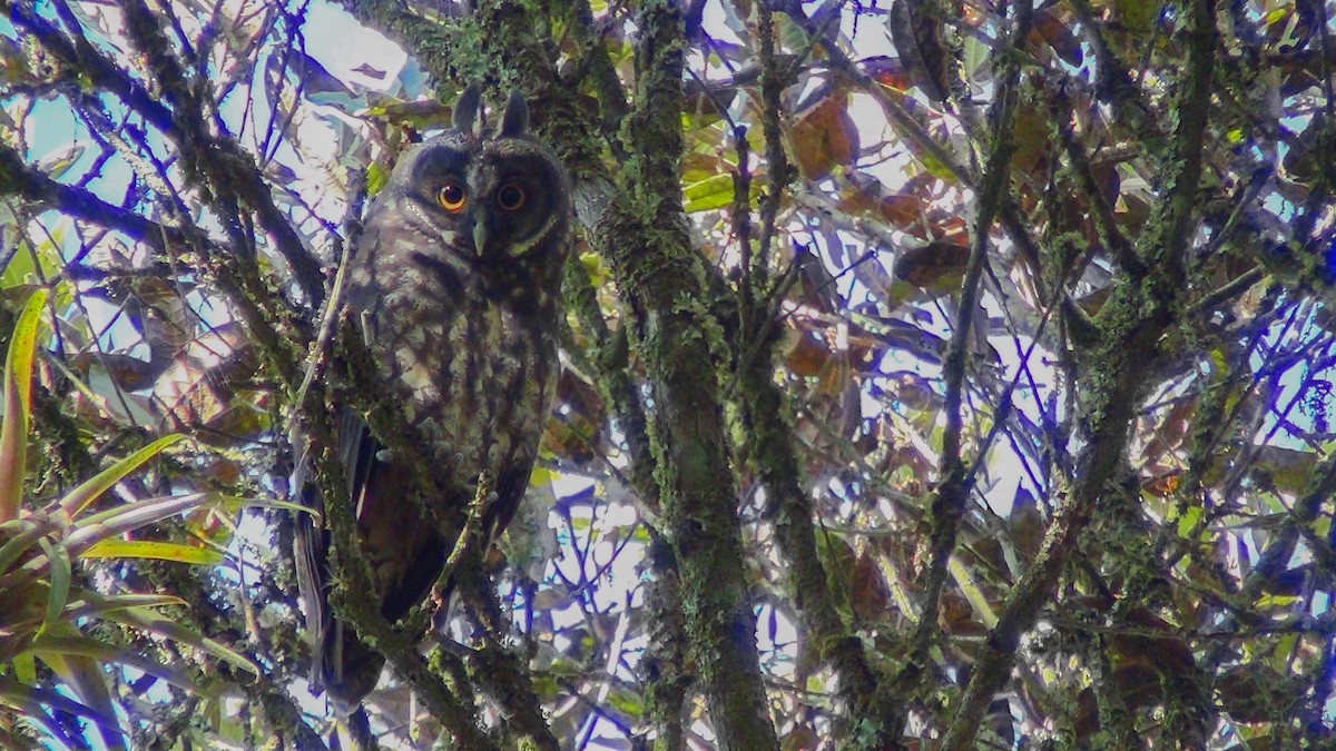 Stygian Owl - Victor Manuel Arboleda Mira