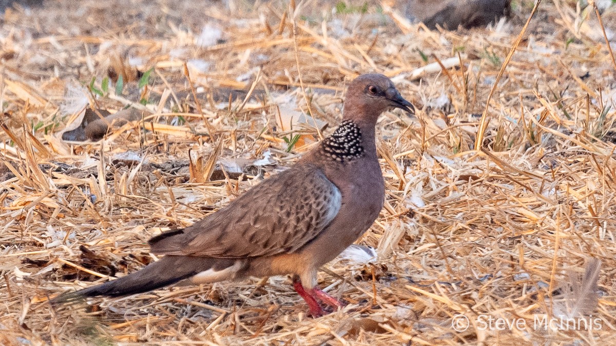 Spotted Dove - ML615724385