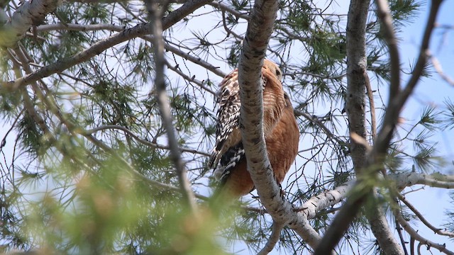 Red-shouldered Hawk - ML615724407