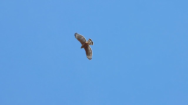 Red-shouldered Hawk - ML615724427