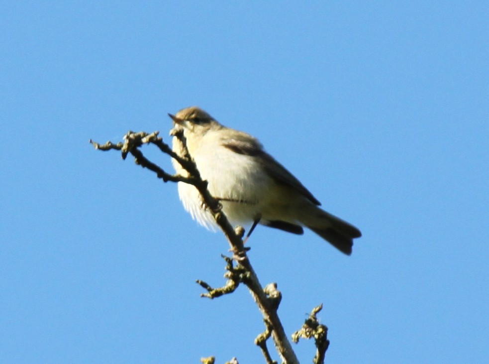 Willow Warbler - ML615724457