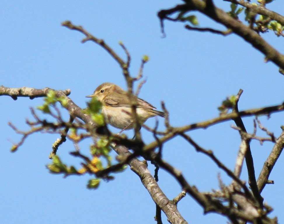 Willow Warbler - ML615724458