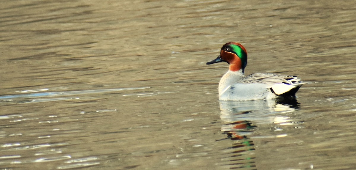 Green-winged Teal - Tim Case