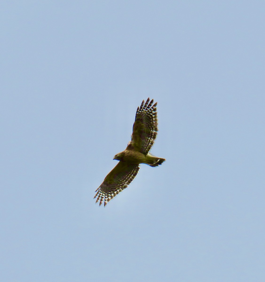 Red-shouldered Hawk - ML615724506