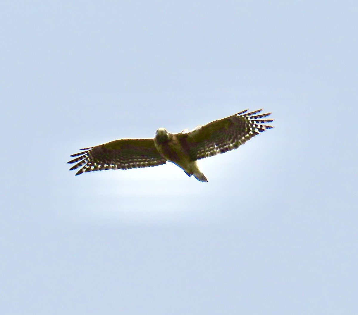 Red-shouldered Hawk - Ann Tanner