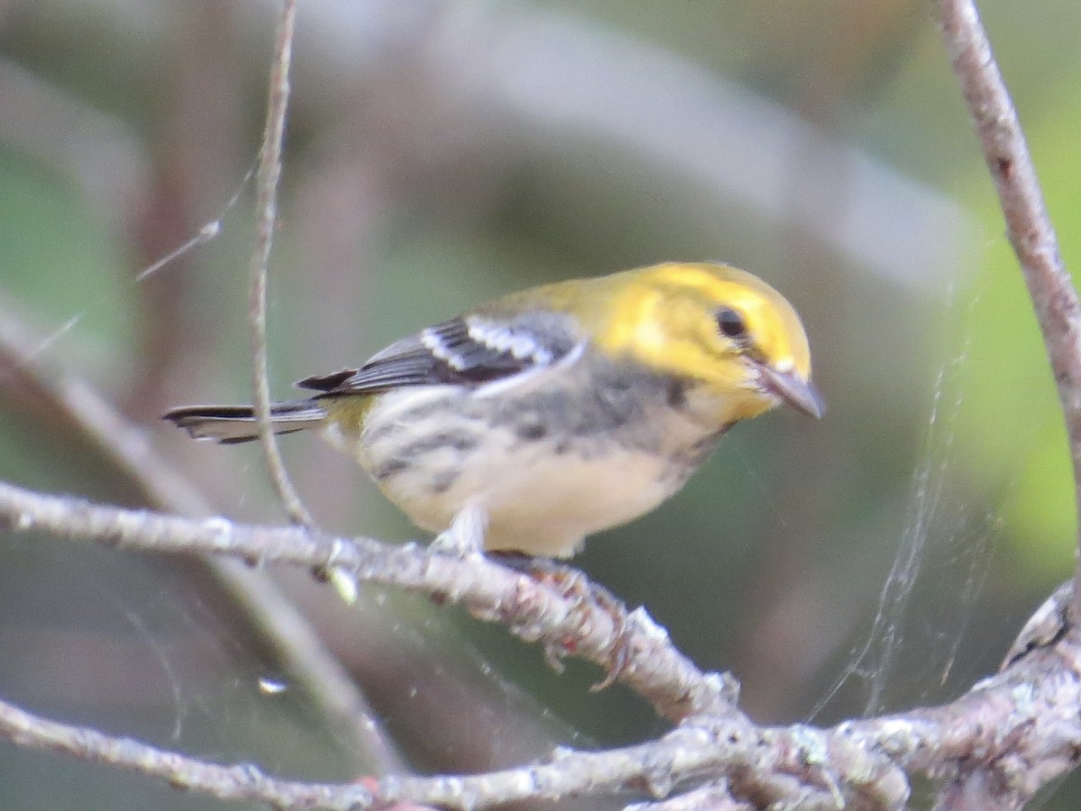 Black-throated Green Warbler - ML615724517