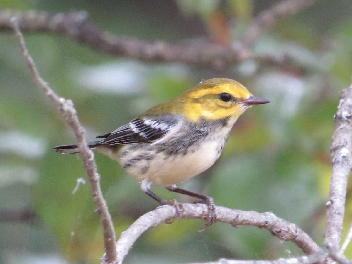 Black-throated Green Warbler - ML615724519