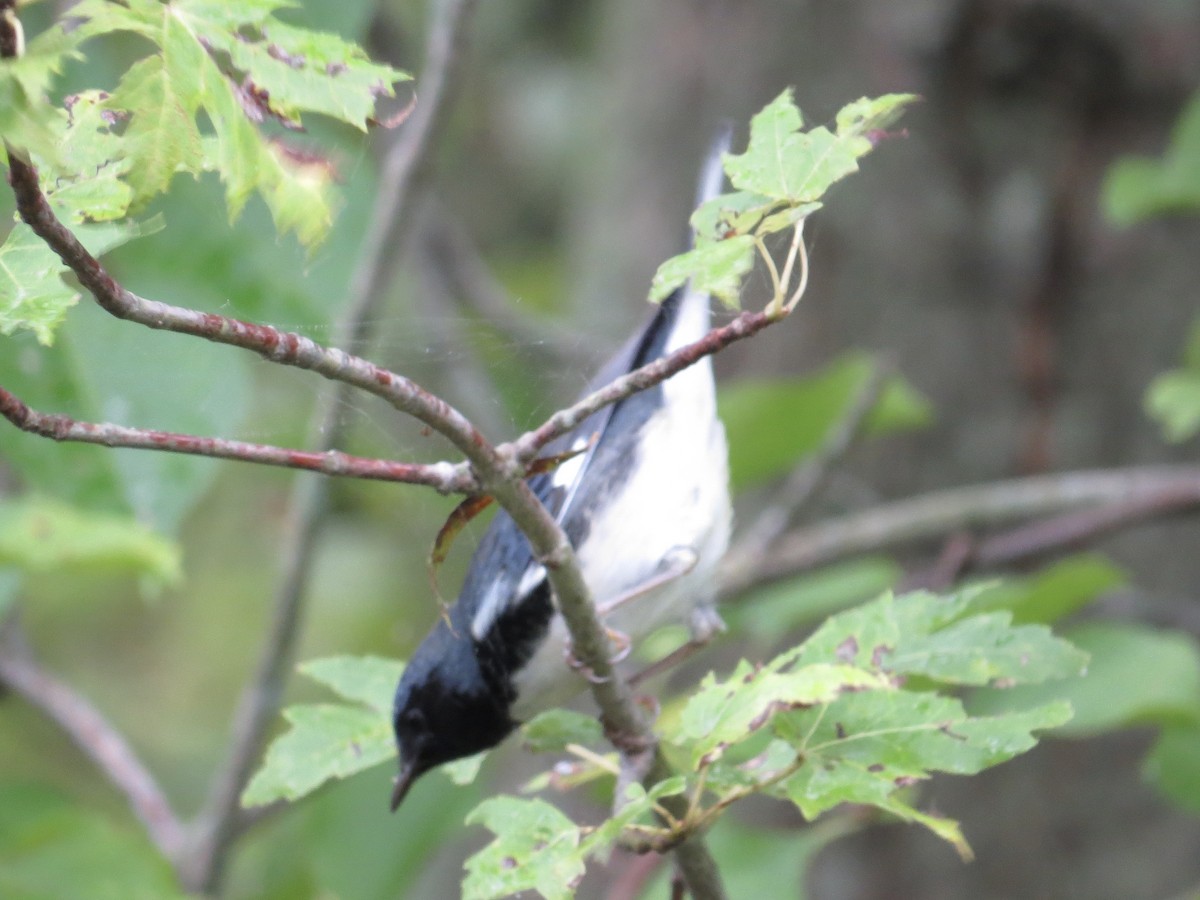 Black-throated Blue Warbler - ML615724520