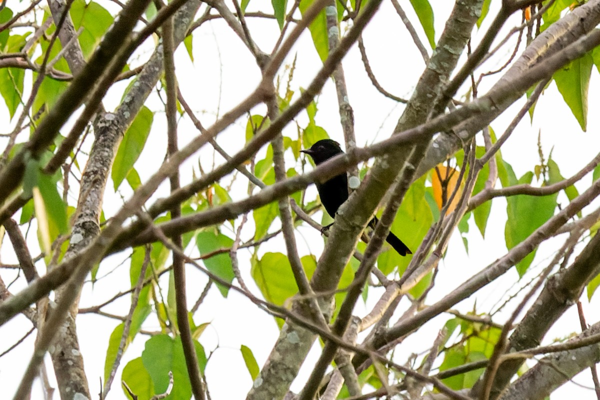 Caatinga Black-Tyrant - ML615724523