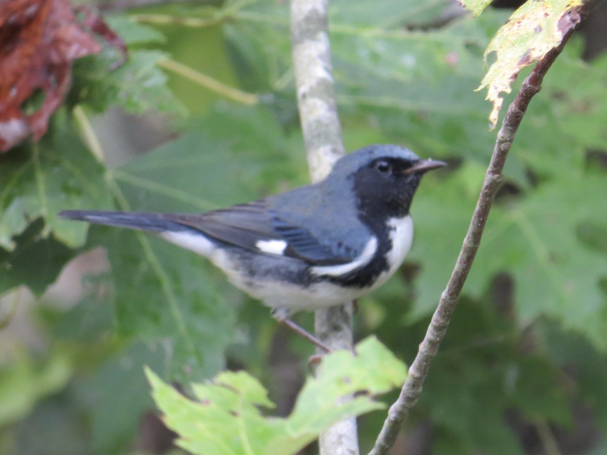 Black-throated Blue Warbler - ML615724537