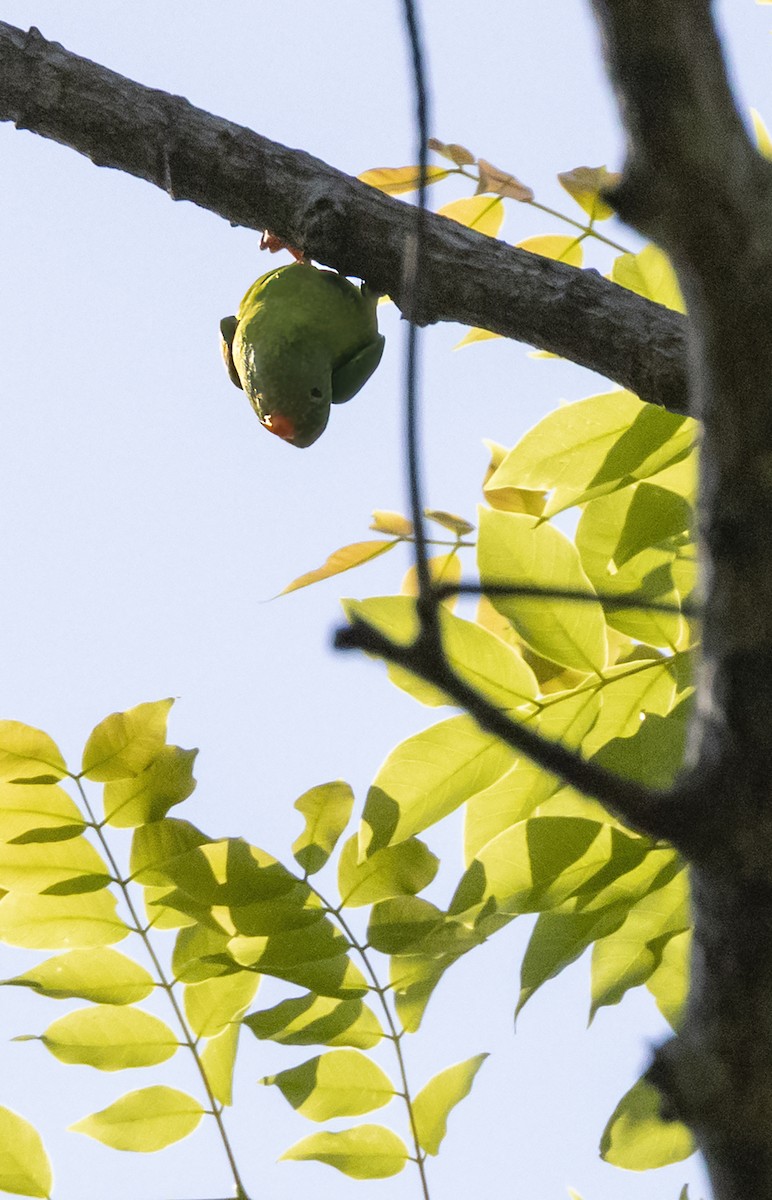 Vernal Hanging-Parrot - ML615724593