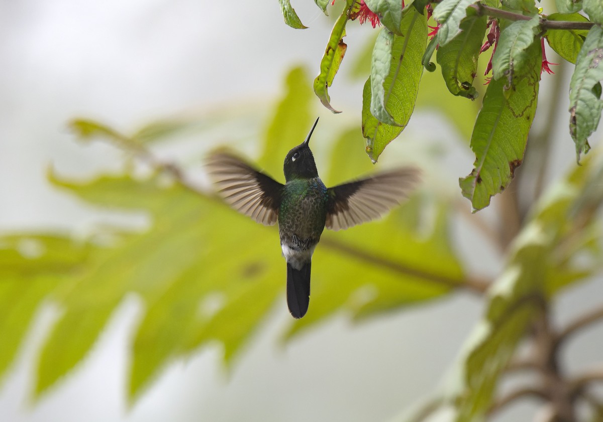 kolibřík turmalinový - ML615724596