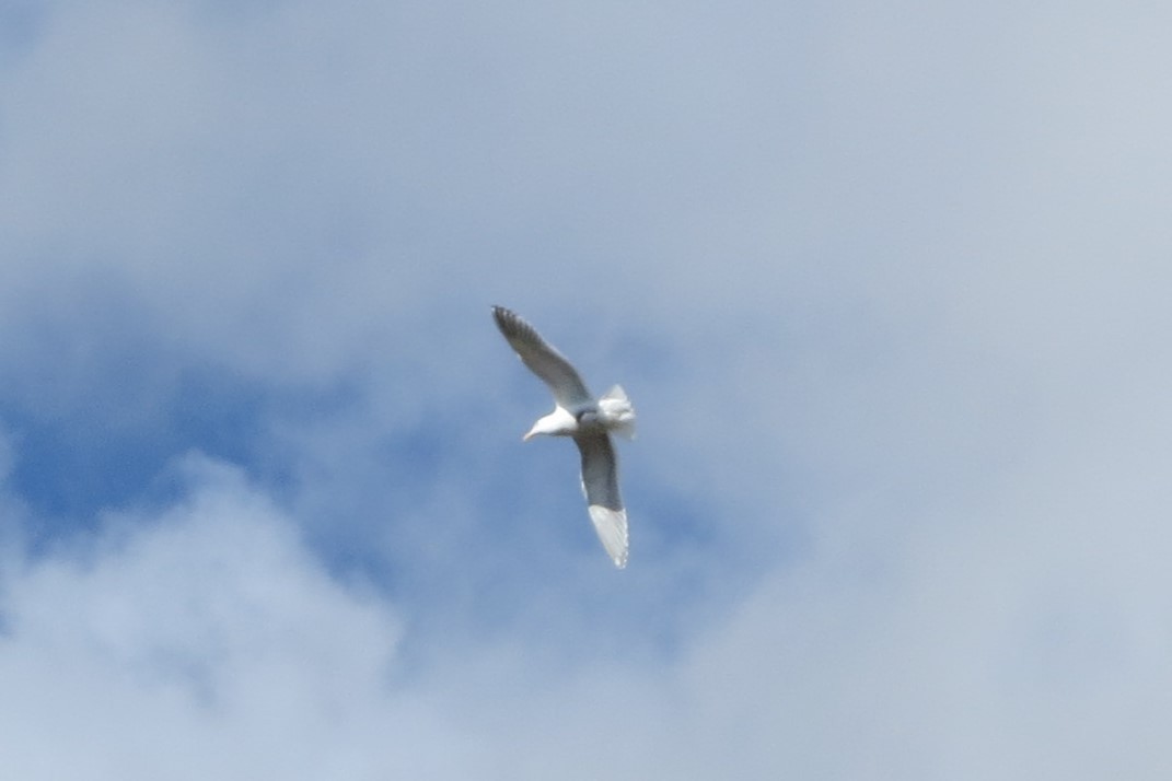 Glaucous-winged Gull - ML615724636