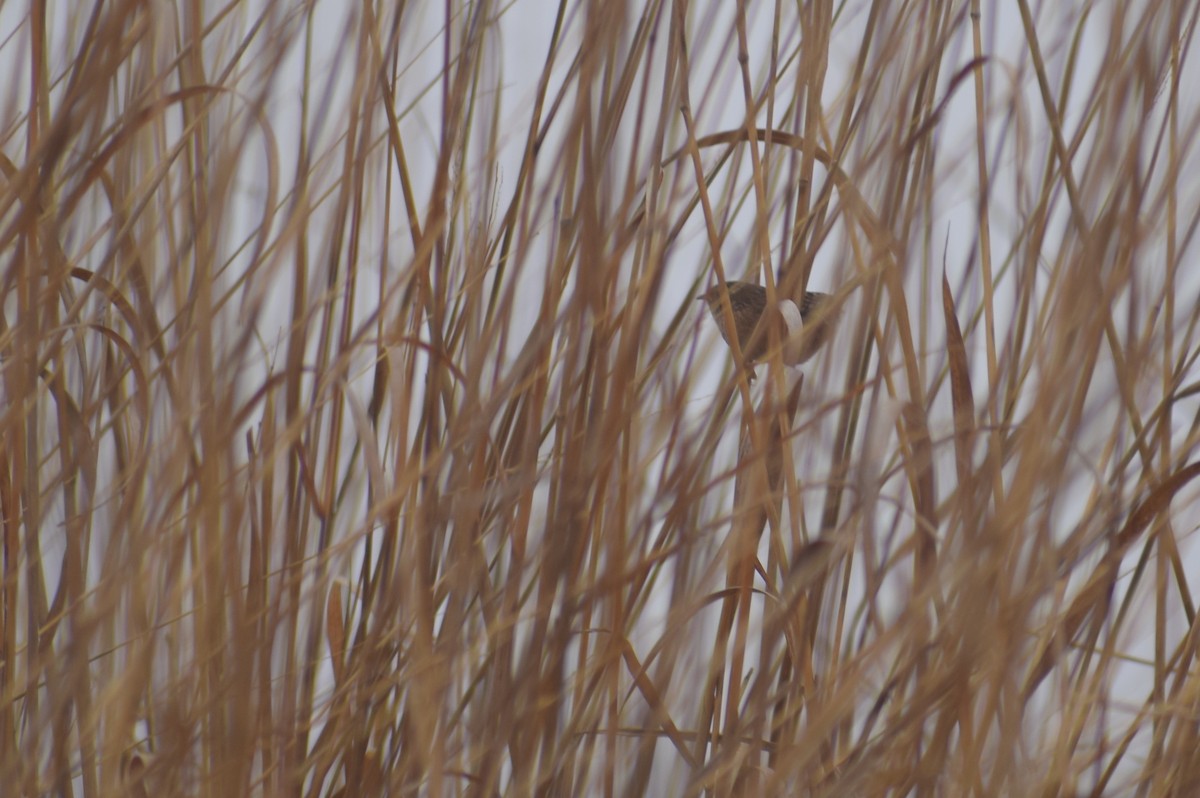 Sedge Wren - ML615724640