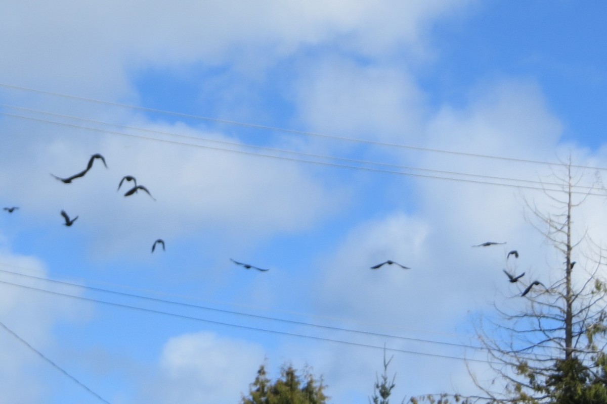 American Crow - ML615724644