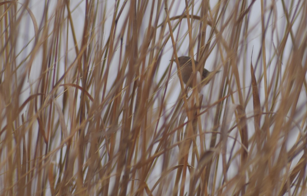 Sedge Wren - ML615724649