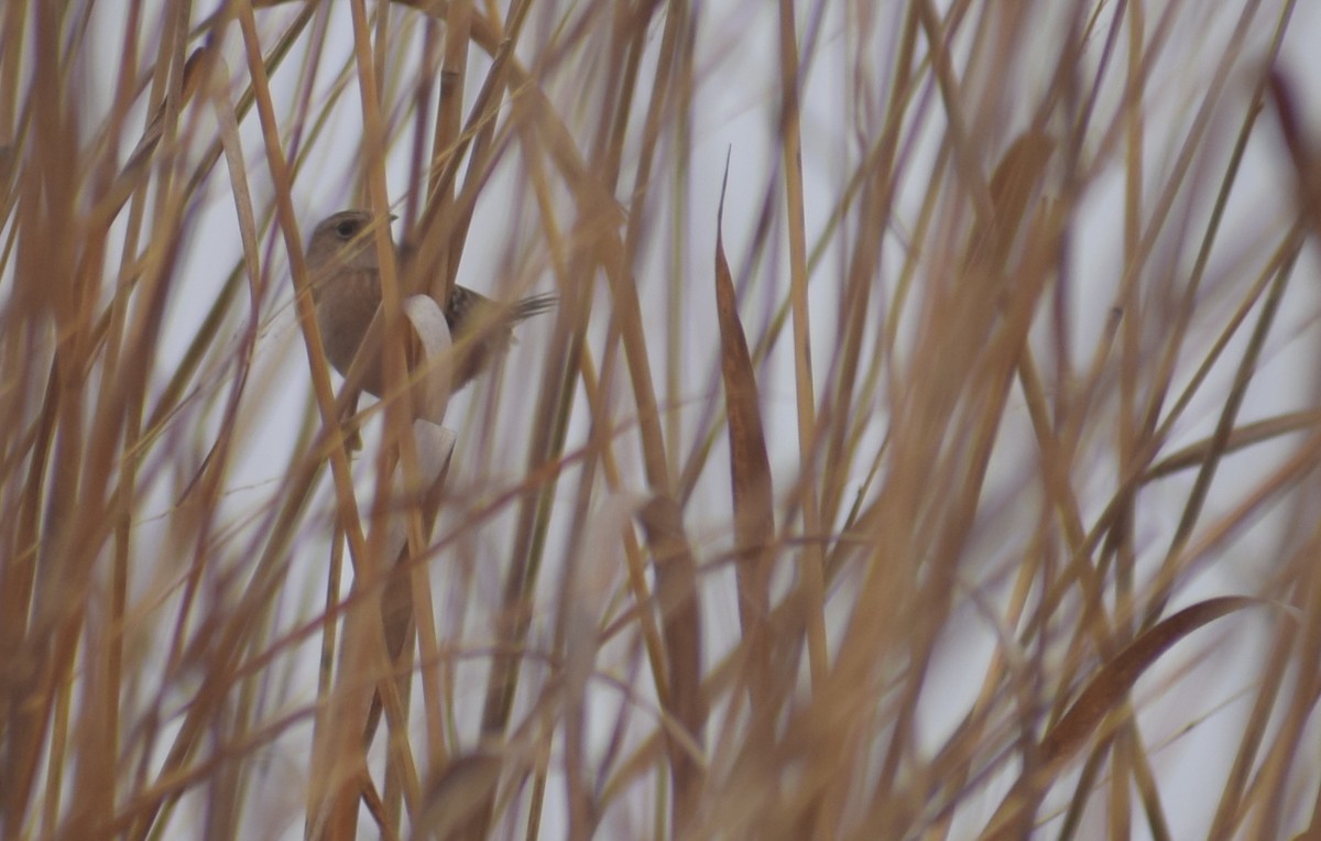 Sedge Wren - ML615724650