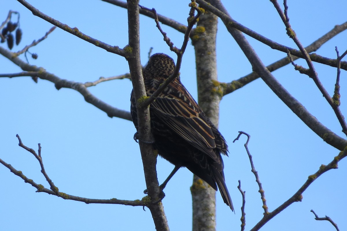 European Starling - ML615724663