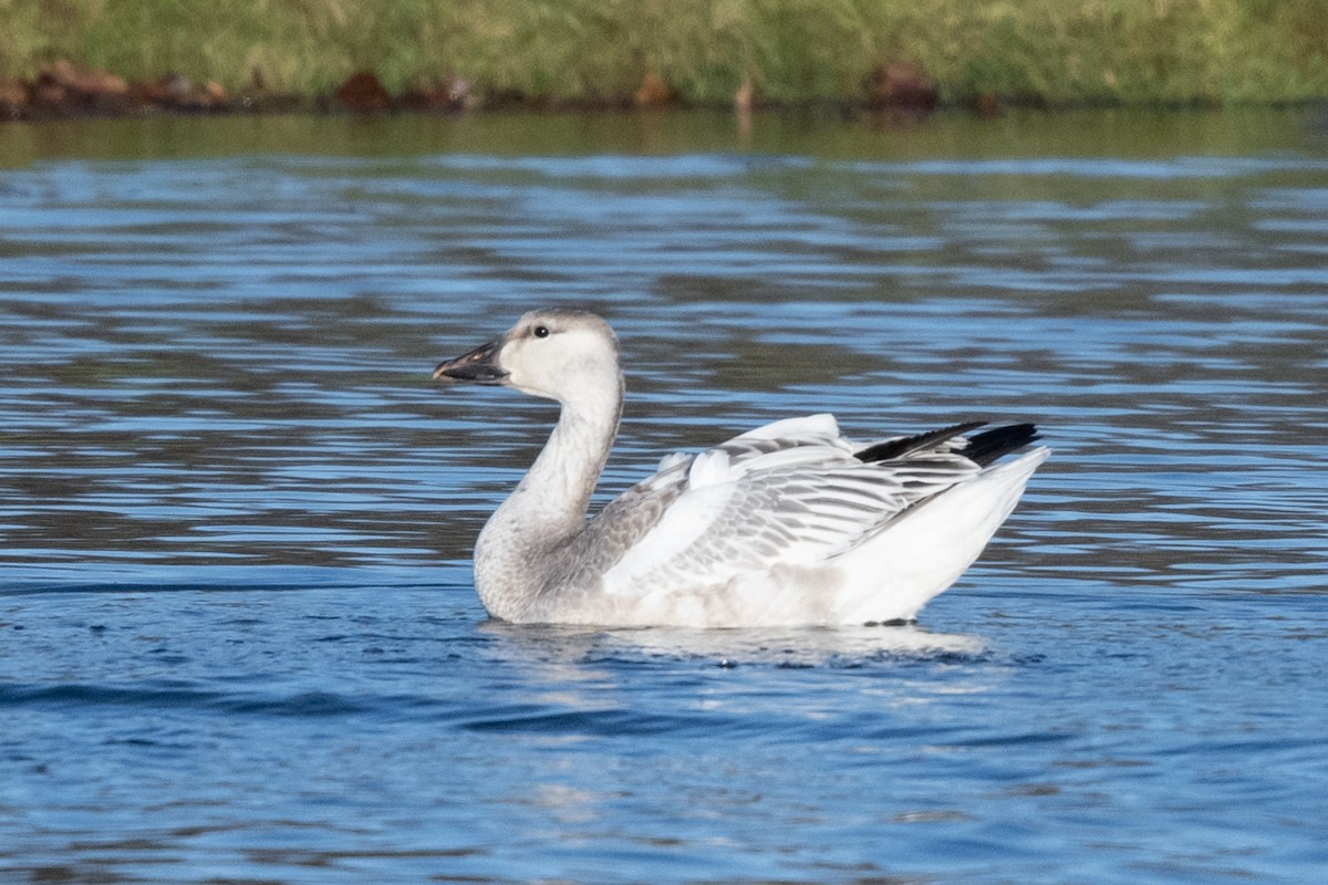 Snow Goose - ML615724676