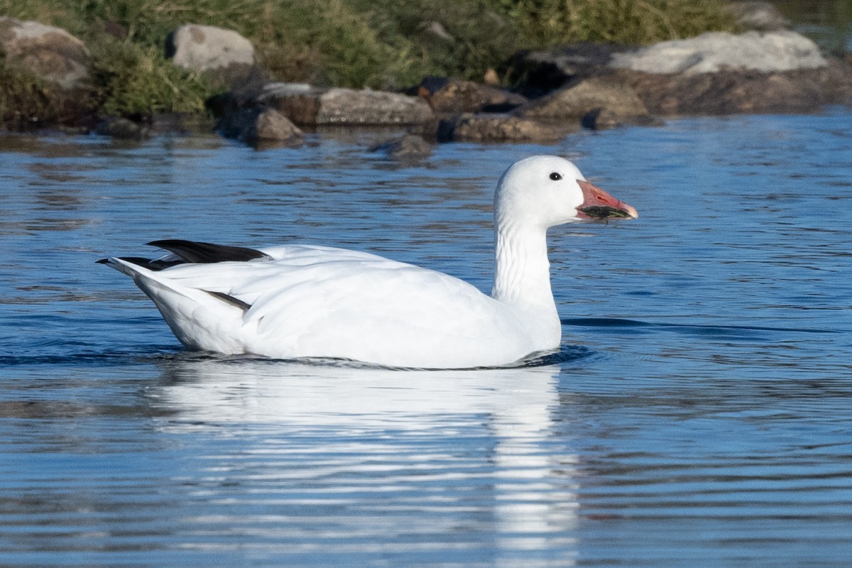 Snow Goose - ML615724692