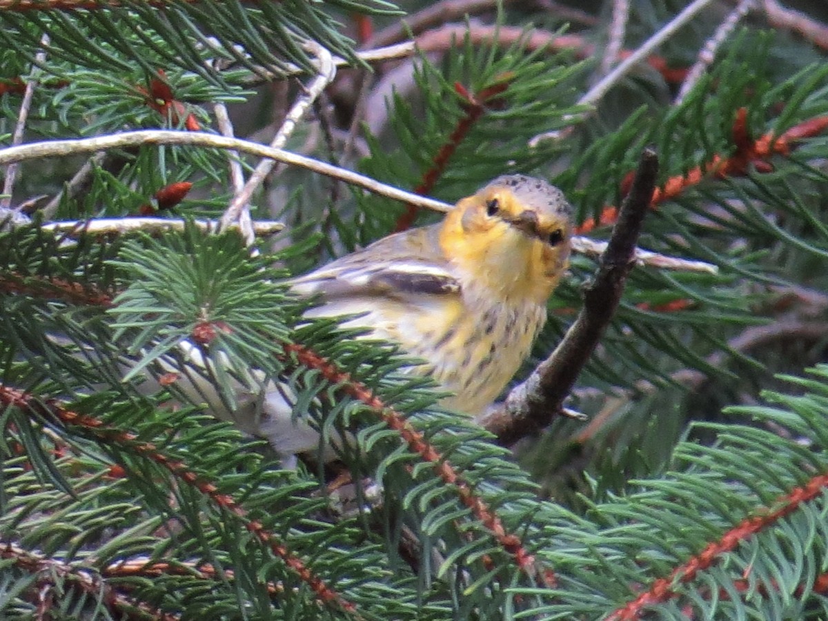 Cape May Warbler - ML615724708