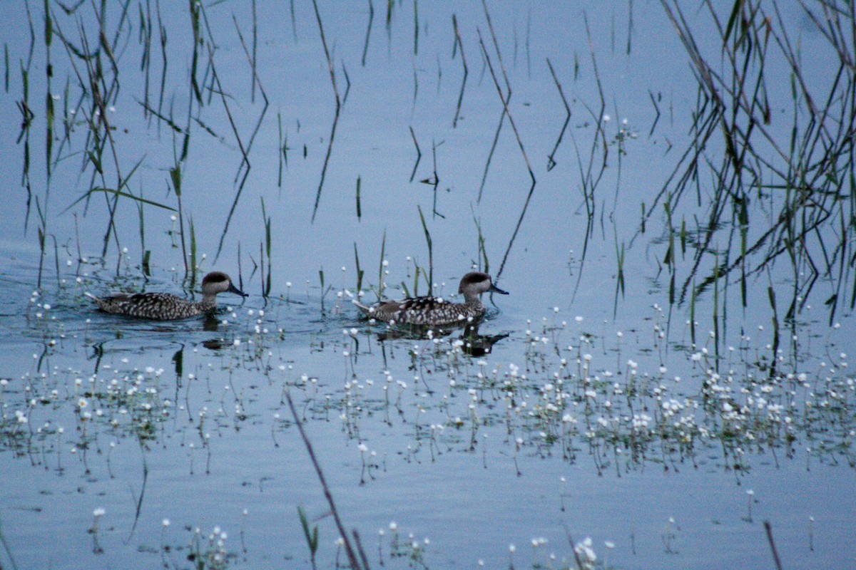 Marbled Duck - ML615724715