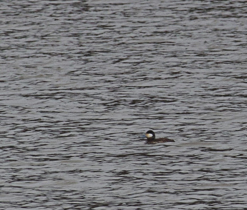 Ruddy Duck - ML615724718