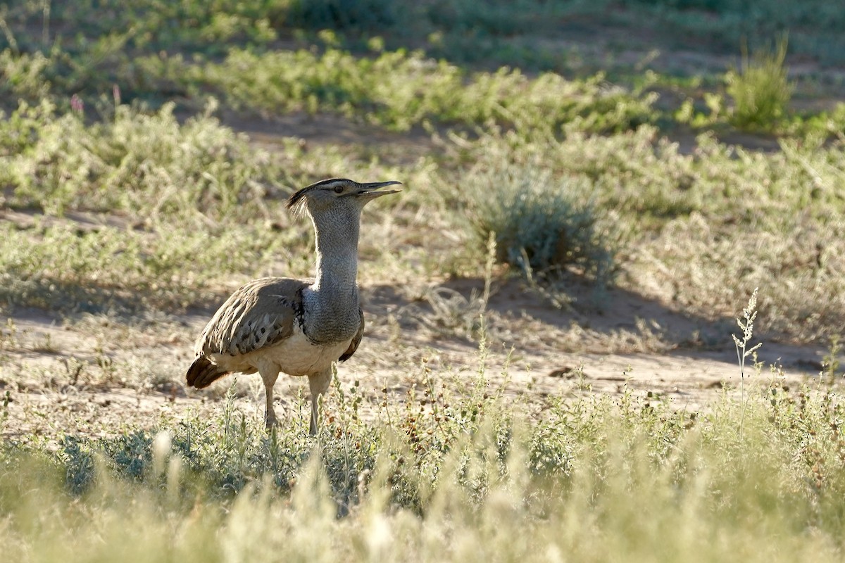 Kori Bustard - Daniel Winzeler