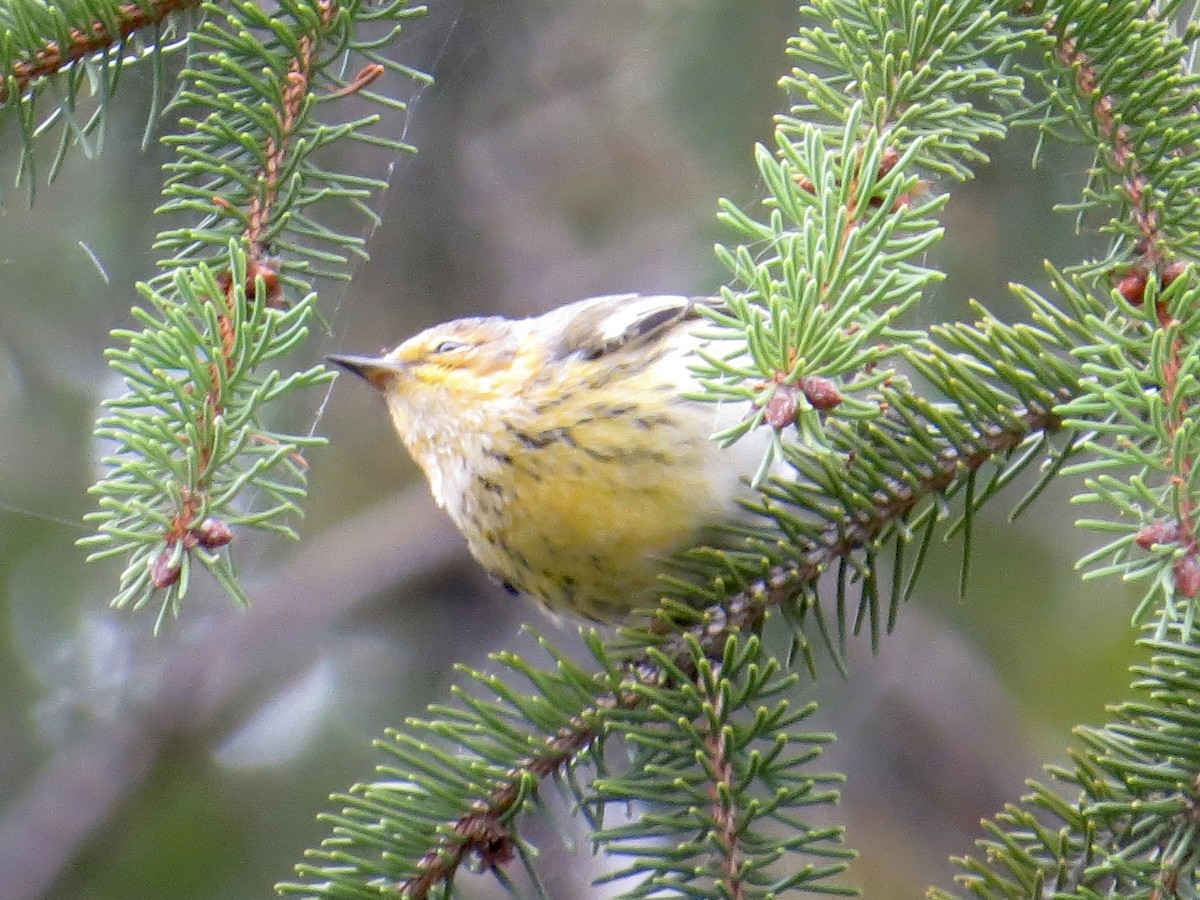 Cape May Warbler - ML615724732