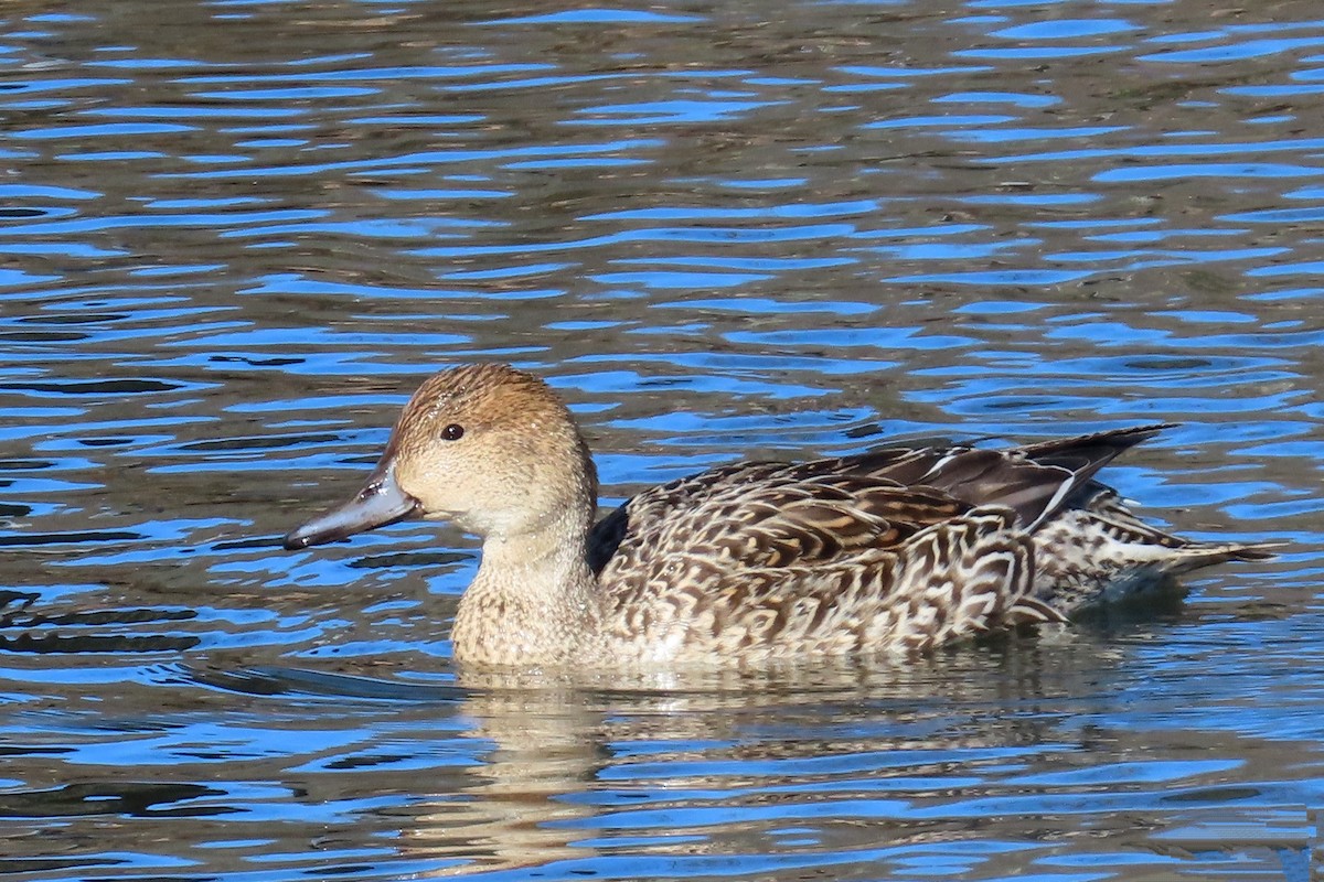 ostralka štíhlá - ML615724894