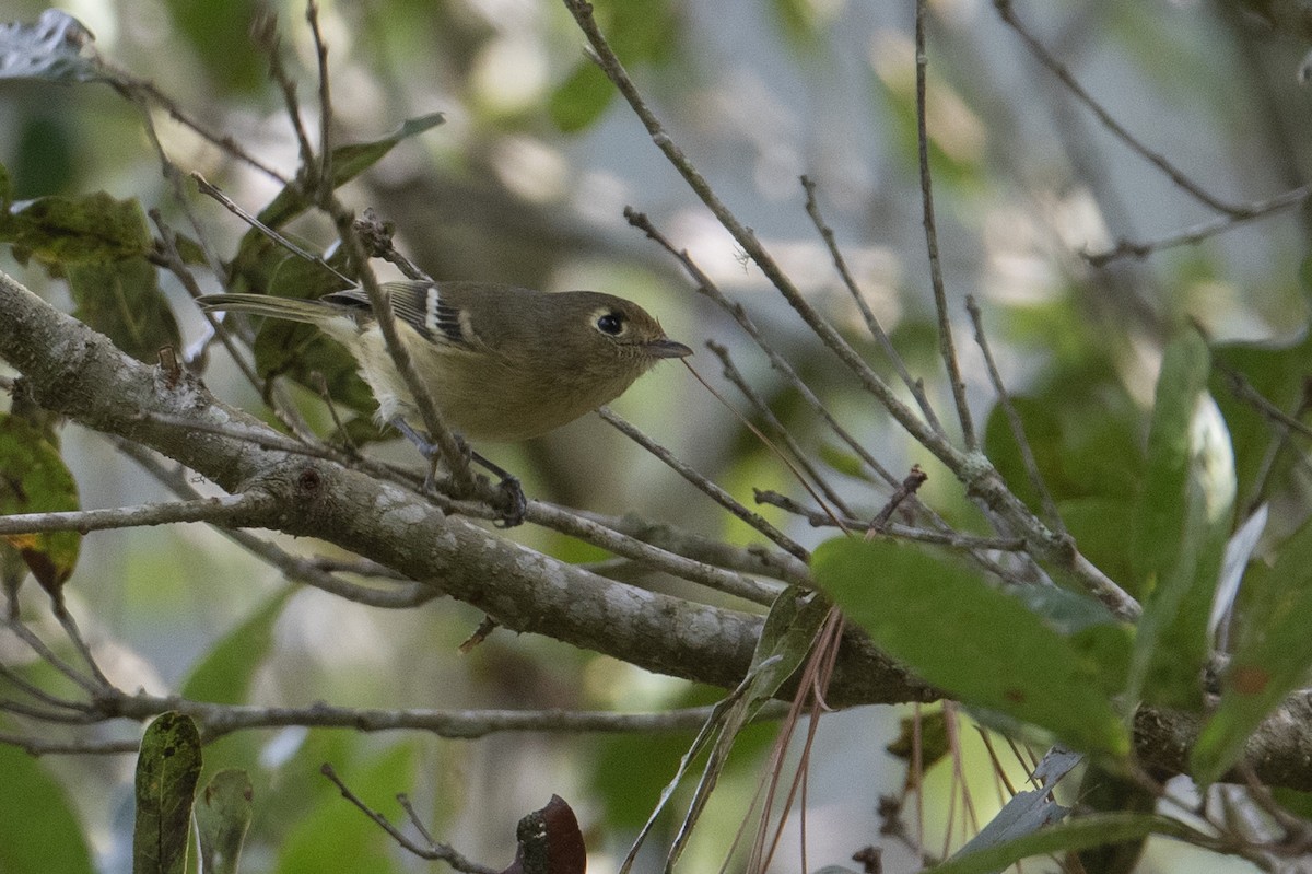 Hutton's Vireo - ML615724909