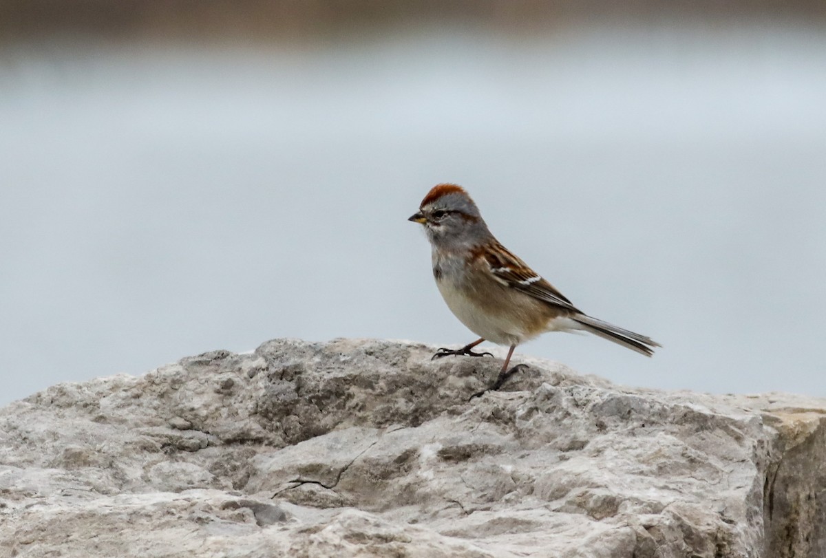 American Tree Sparrow - Debbie Parker