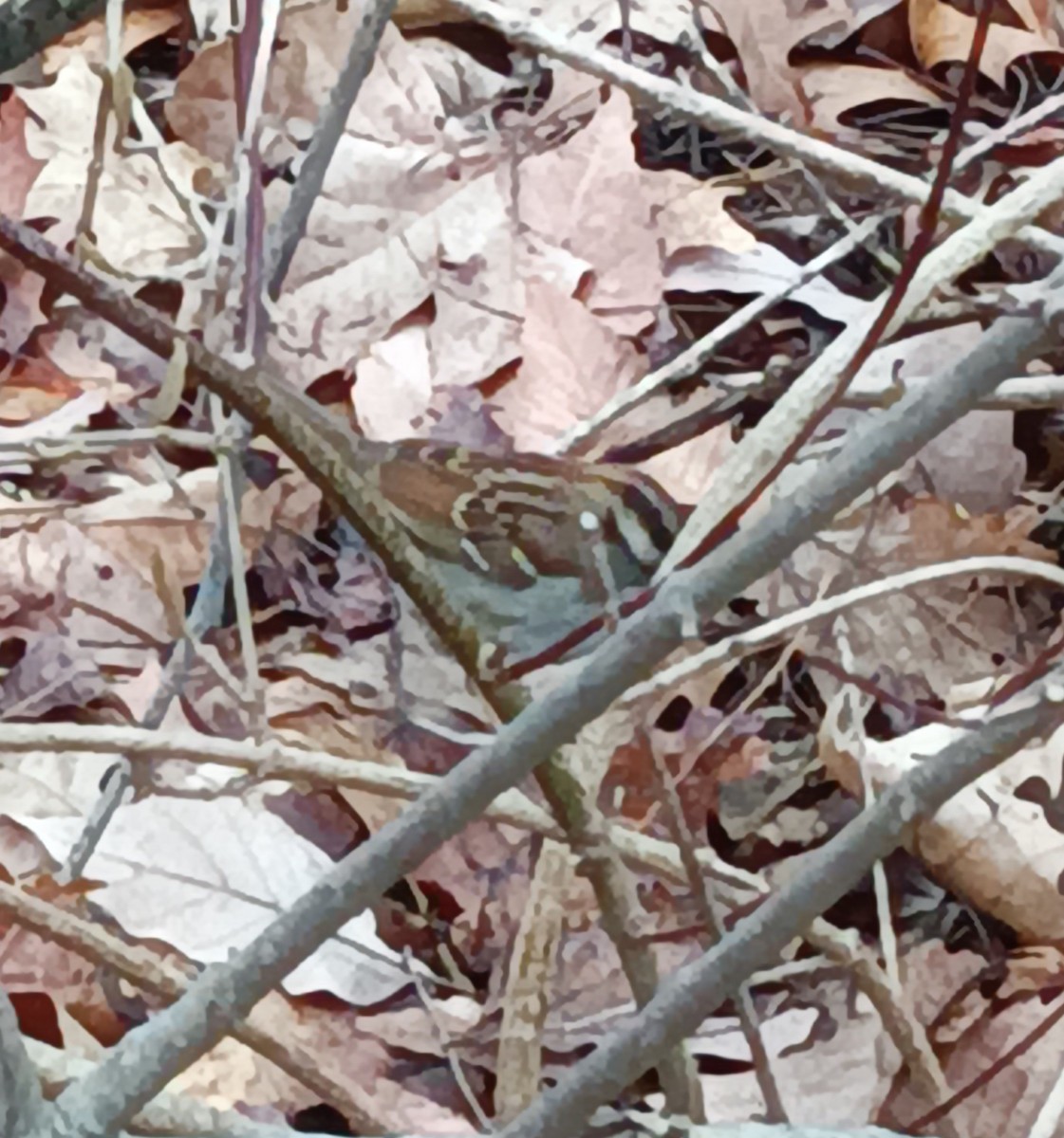 White-throated Sparrow - ML615724957