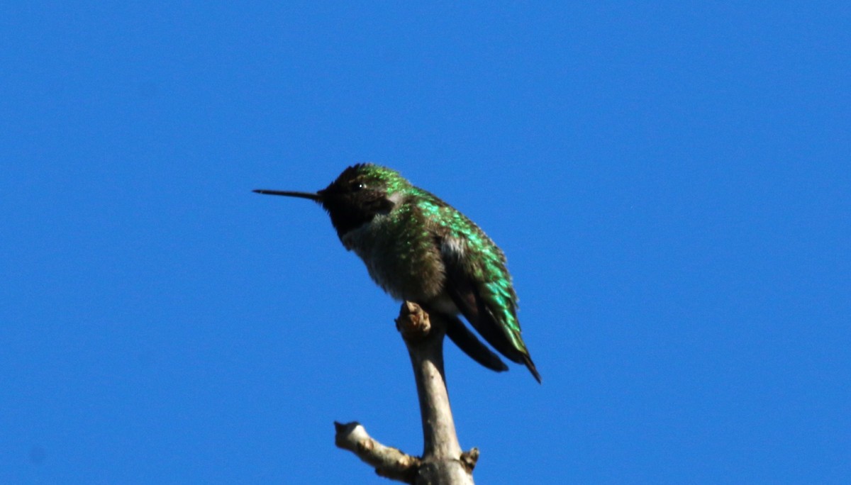 Anna's Hummingbird - ML615725018