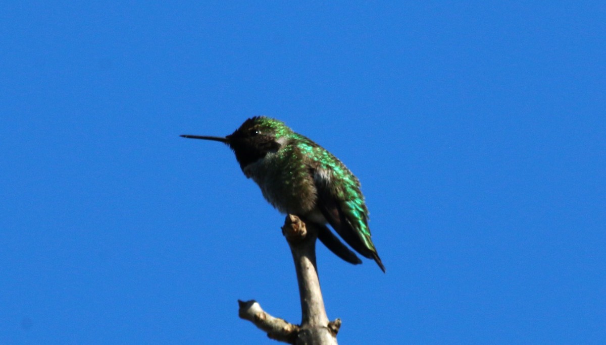 Colibrí de Anna - ML615725018