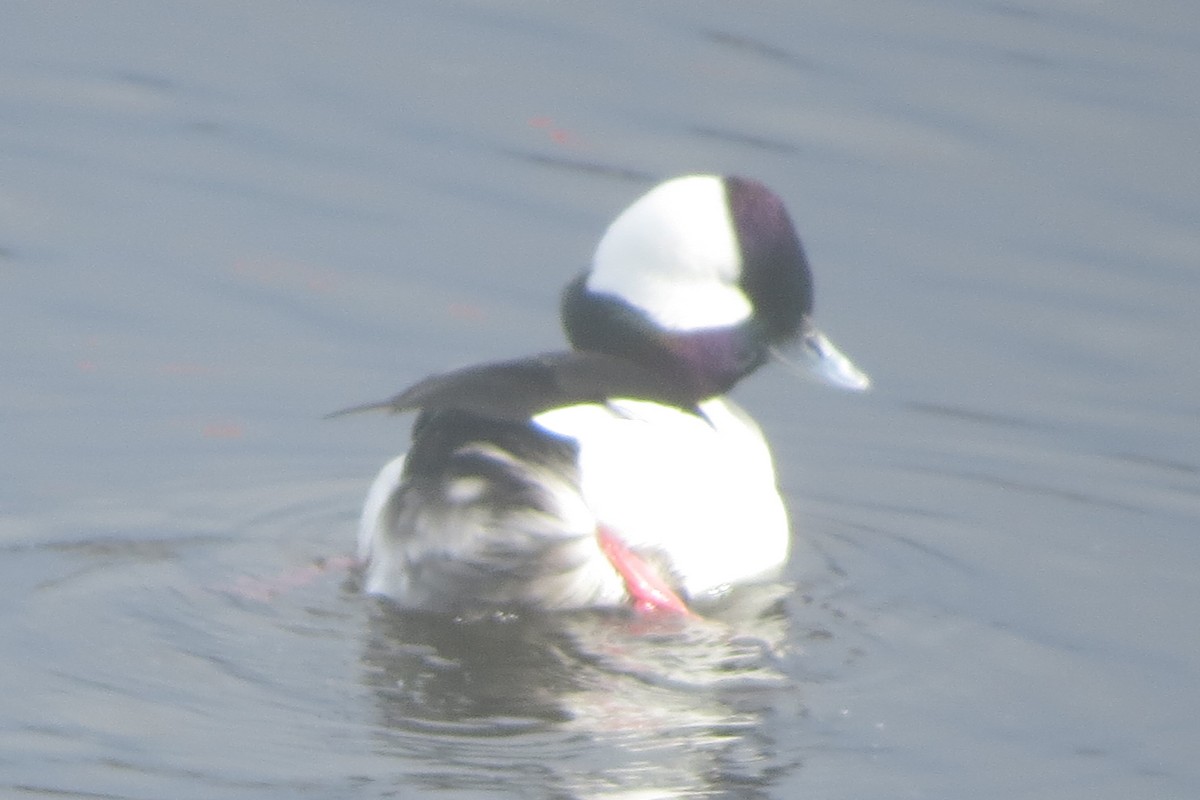 Bufflehead - Kathy  Kirk