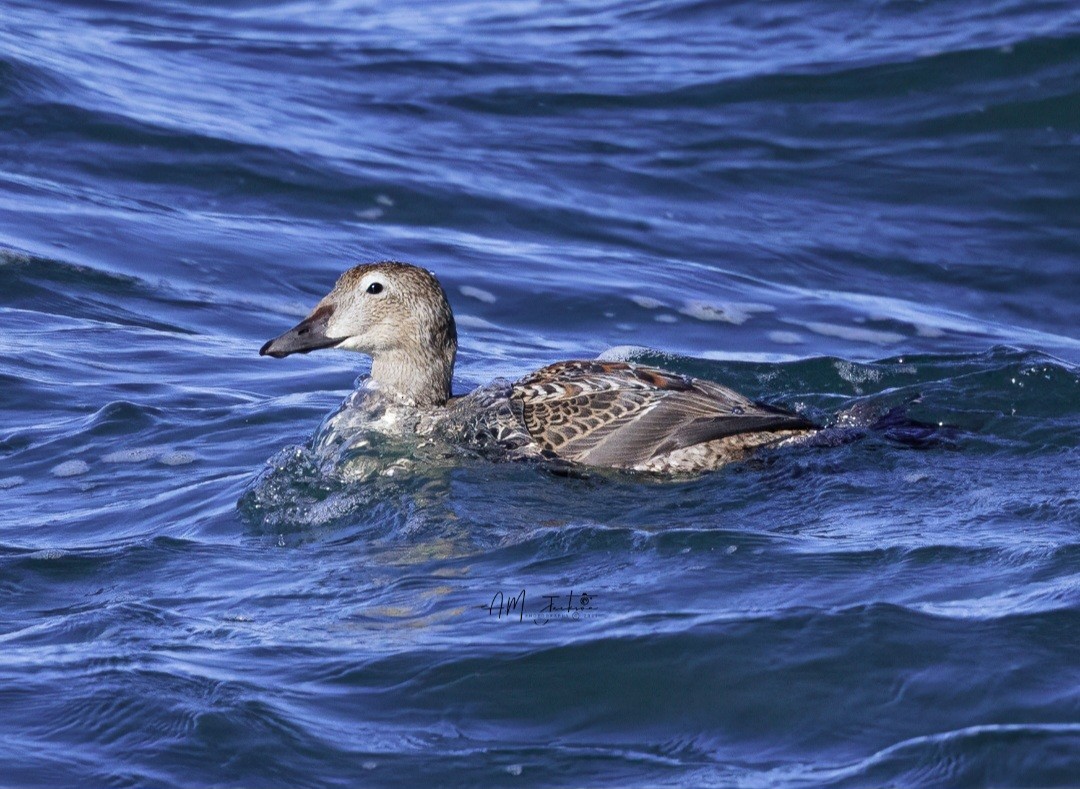 King Eider - Aaron Jackson