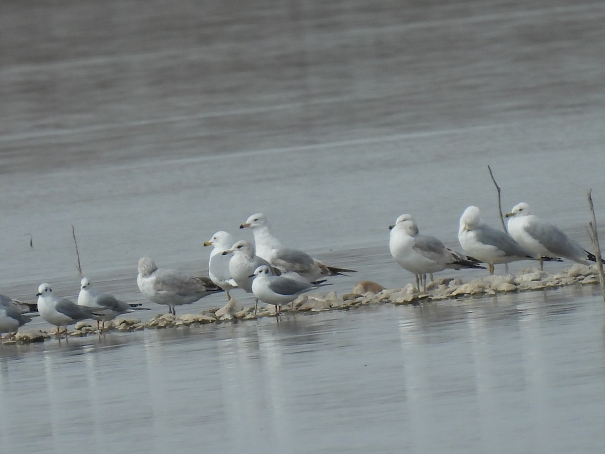 Bonaparte's Gull - ML615725122