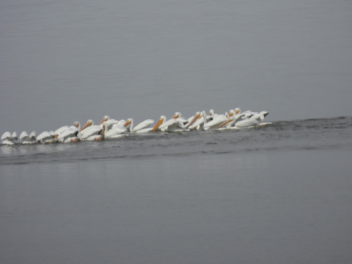 American White Pelican - ML615725134